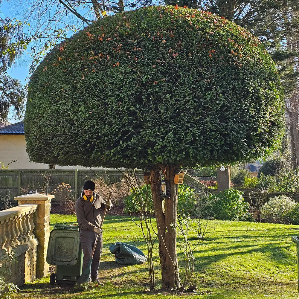 garden-maintenance-fiore-gardens-02