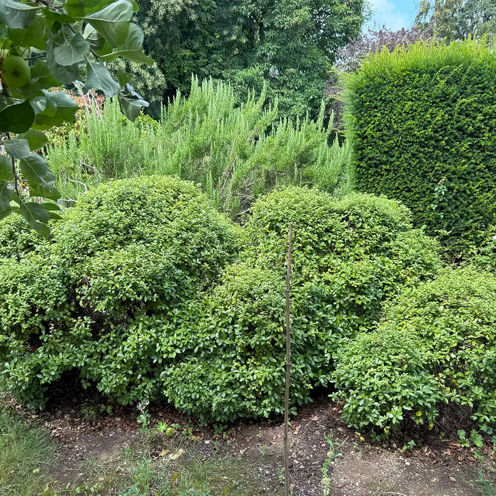 garden-maintenance-fiore-gardens-04