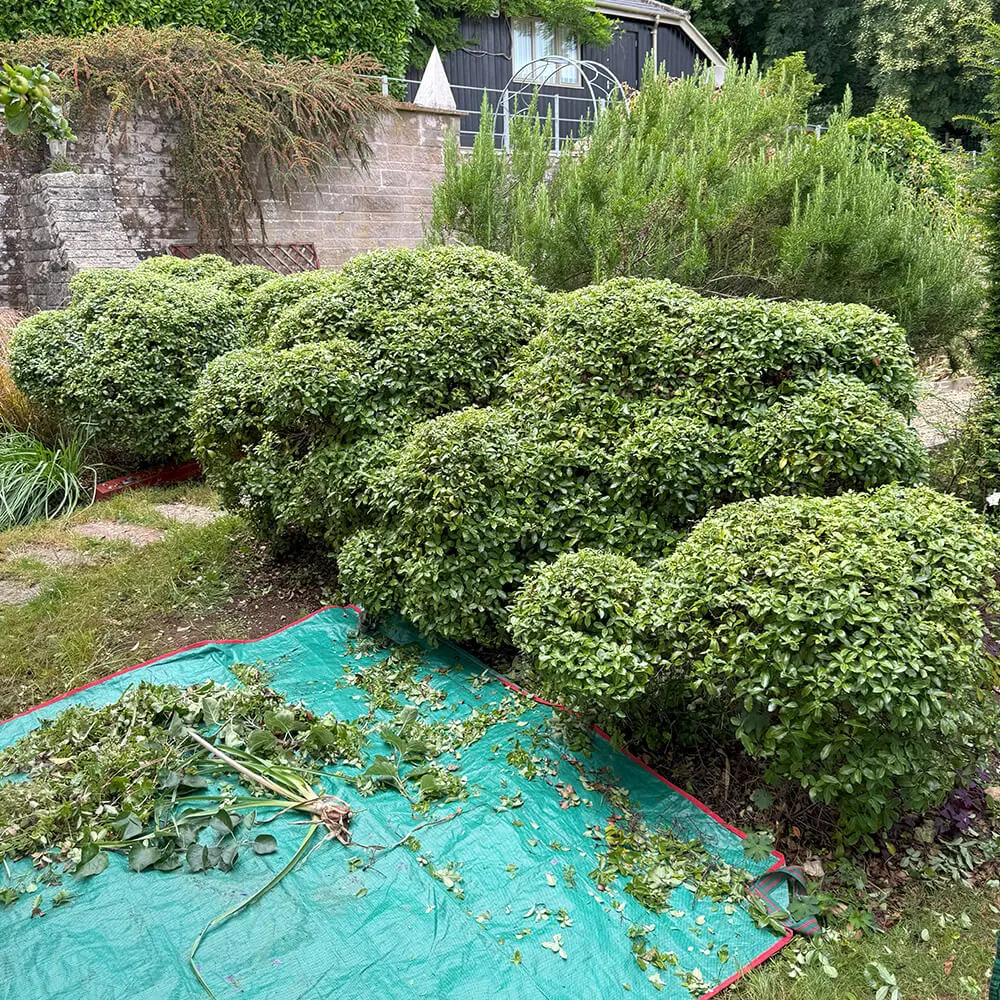 garden-maintenance-fiore-gardens-05