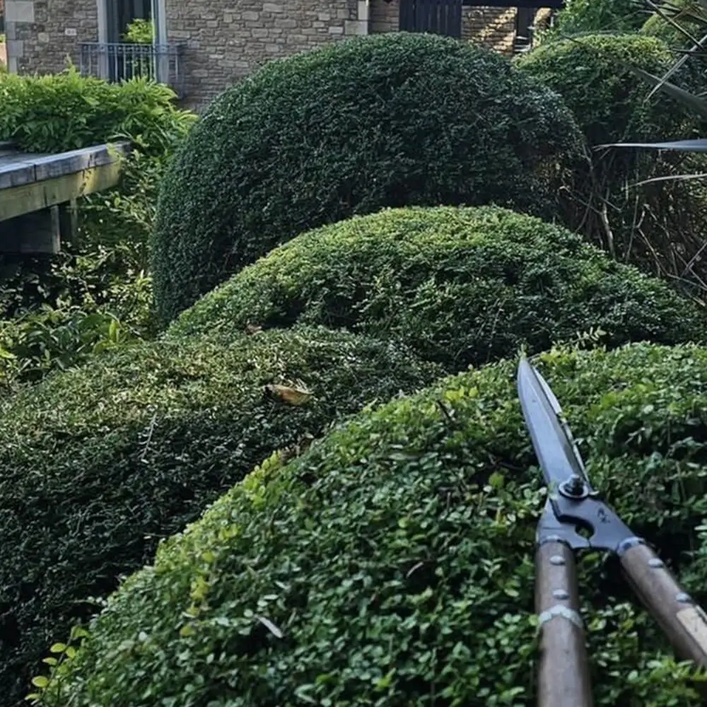 garden-maintenance-fiore-gardens-12